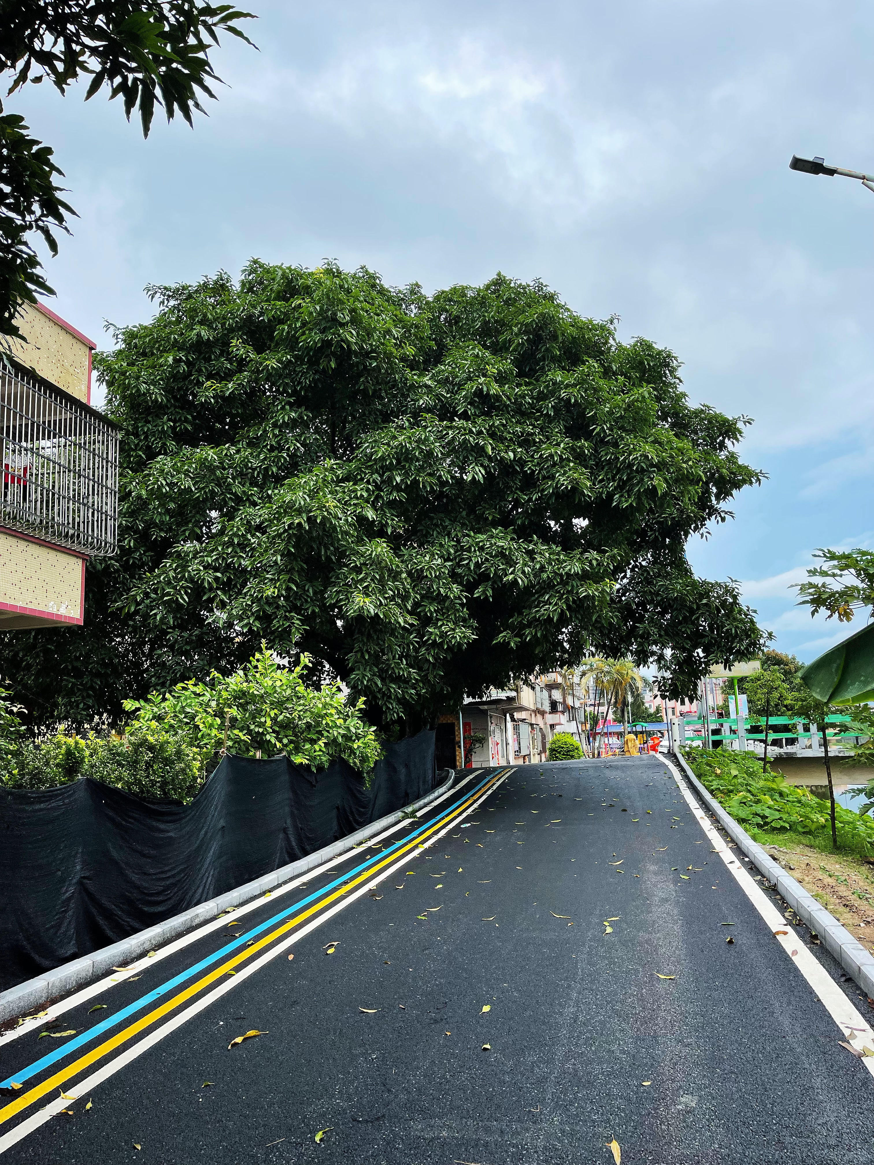 1龍勝一橋頭附近兩棵高大樹(shù)木不僅遮擋道路視線，還給村民們?cè)斐闪税踩[患.jpg