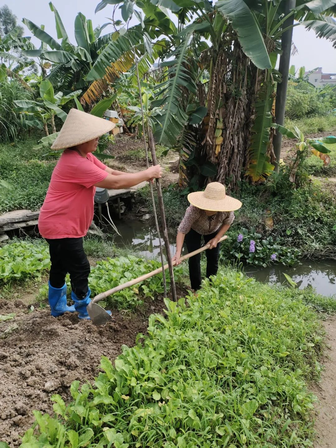 圖片